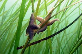 Die Unterwasserwelt der Flensburger Förde