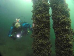 Bewegte Unterwasserwelt